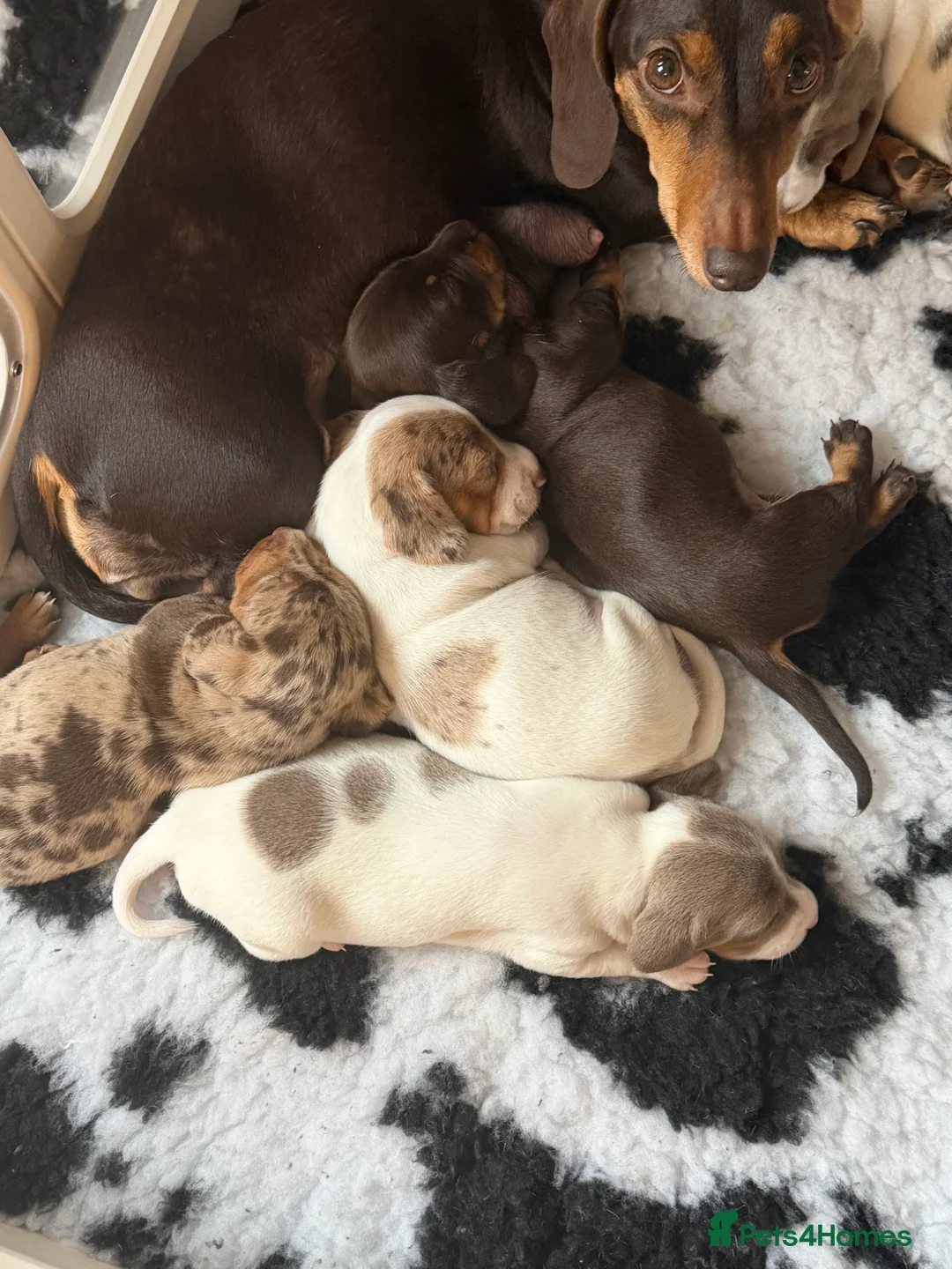Miniature Dachshund dogs for sale: KC Registered MiniatureDachshund, best bloodlines - Advert 2