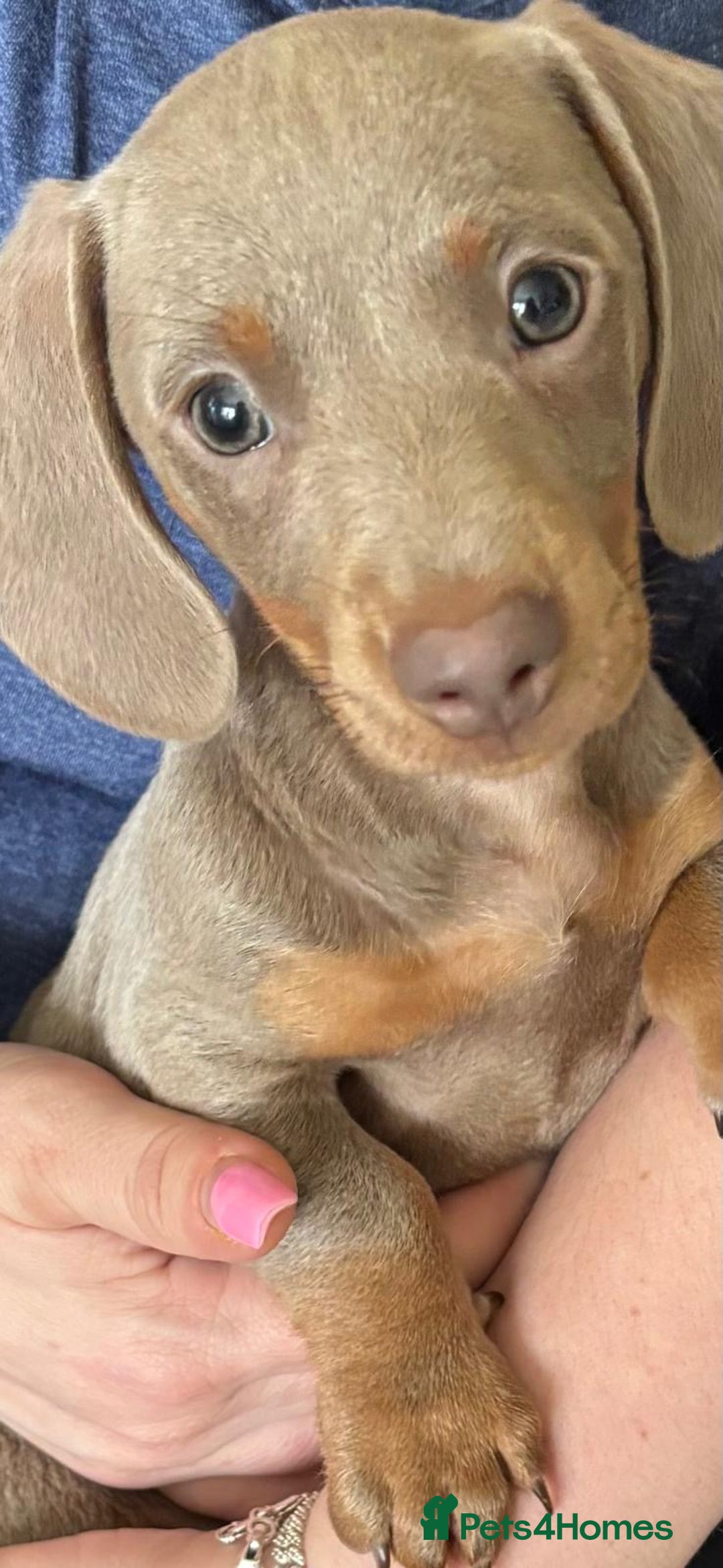 Miniature Dachshund dogs for sale: Isabella Miniature Dachshund Puppy - Image 5