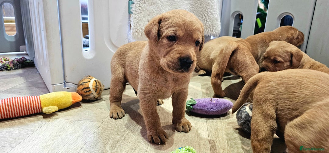 Labrador Retriever dogs for sale: 6 STUNNING KC REG FOX RED LABRADORS  - Advert 12