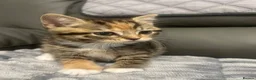 British Shorthair cats for sale: British shorthair kittens - Advert 9