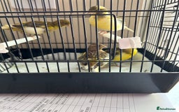 Canaries birds for sale: BEAUTIFUL FIFE CANARIES - Image 6