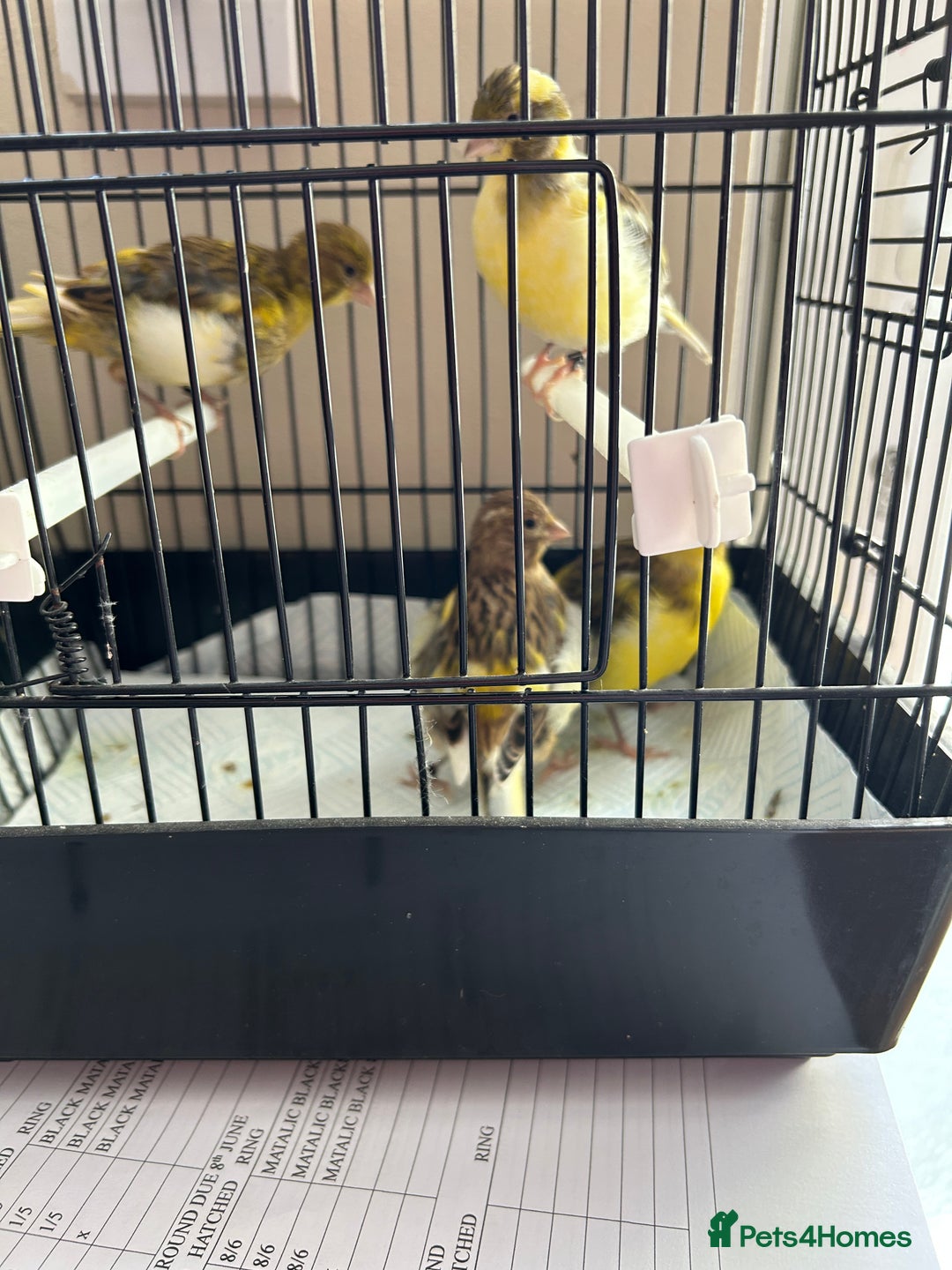 Canaries birds for sale: BEAUTIFUL FIFE CANARIES - Image 6