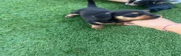 Jackshund dogs for sale: Jackhounds in Weston-super-Mare - Advert 12