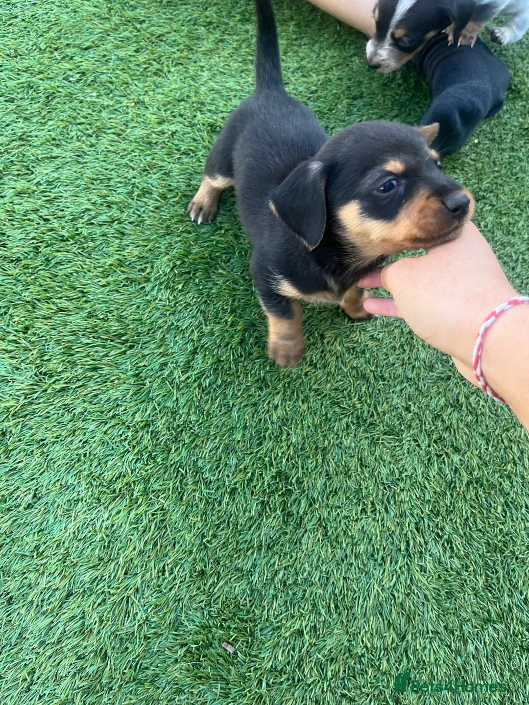 Jackshund dogs for sale: Jackhounds in Weston-super-Mare - Advert 12