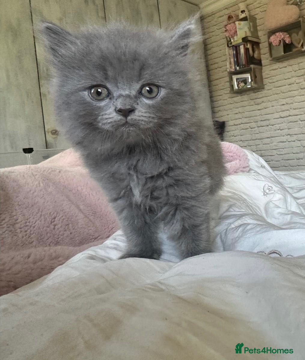 Ragdoll cats Ragdoll cross British longhair  - Advert 12