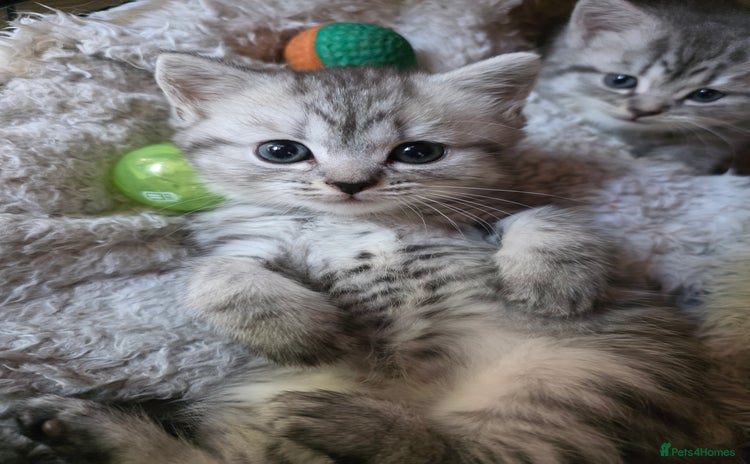 British Shorthair cats - Advert 3
