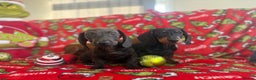 Miniature Dachshund dogs for sale: Beautiful babies ready for there5⭐️ home - Advert 3