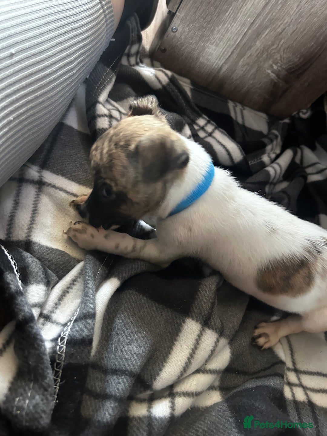 Jack Russell dogs for sale: Beautiful Jack Russell pups for sale  in Stoke-on-Trent - Image 11
