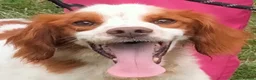 Brittany Spaniel dogs for adoption: Tango - Advert 1