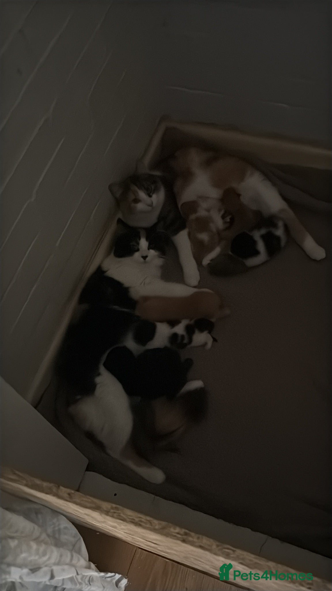 Mixed Breed cats Two sets of litter  - Advert 16