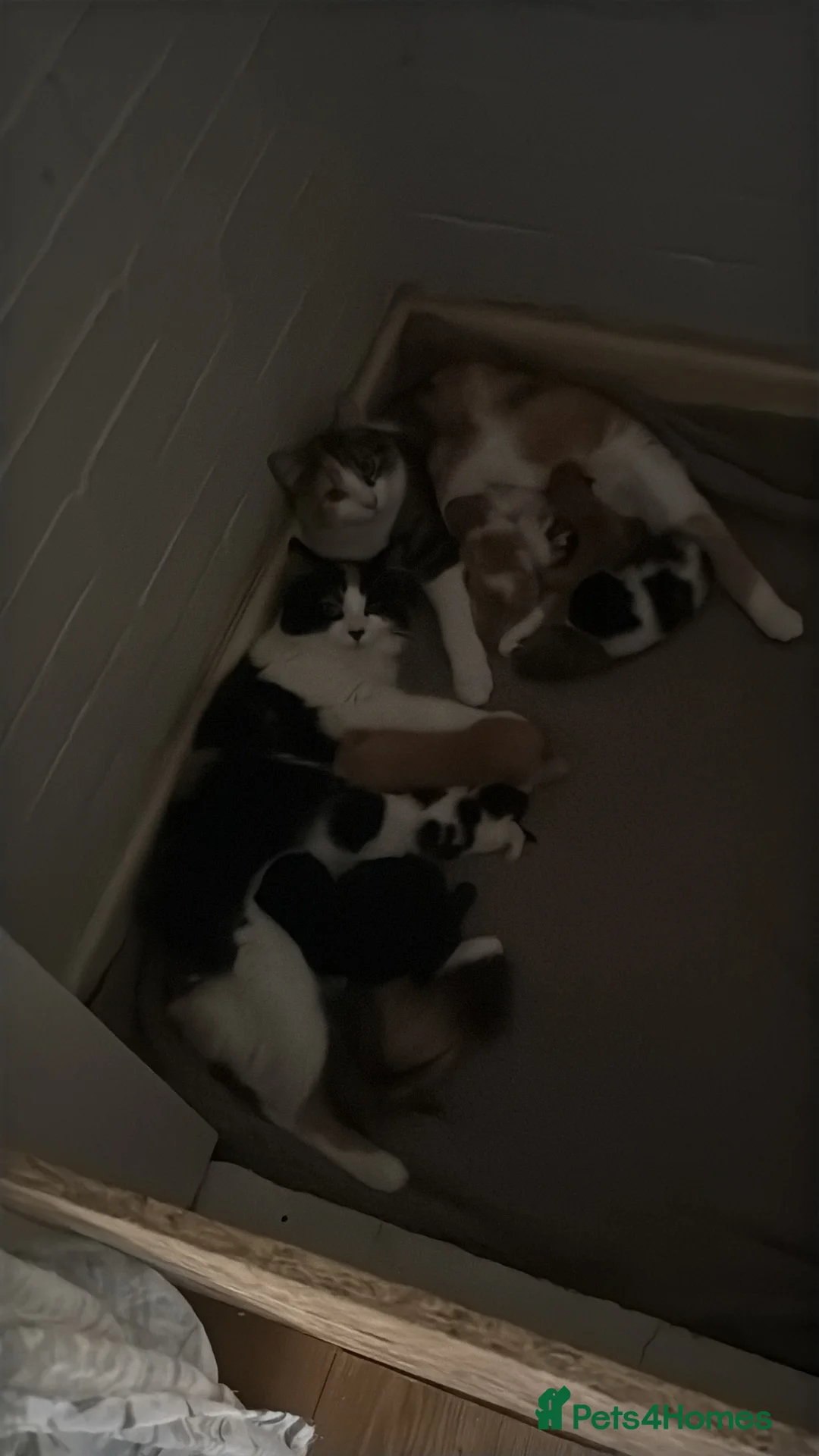 Mixed Breed cats for sale: Two sets of litter  in Cambridge - Advert 1