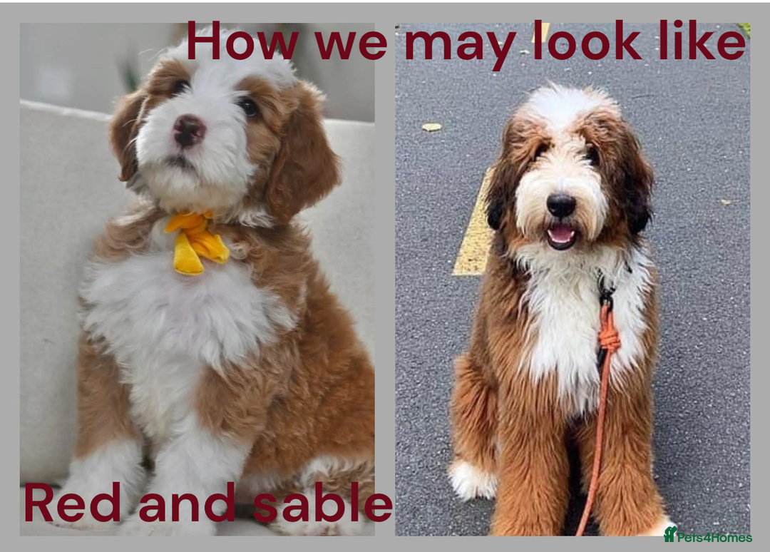 Bernedoodle dogs for sale: Miniature F1bs Bernedoodle Waiting List - Image 12