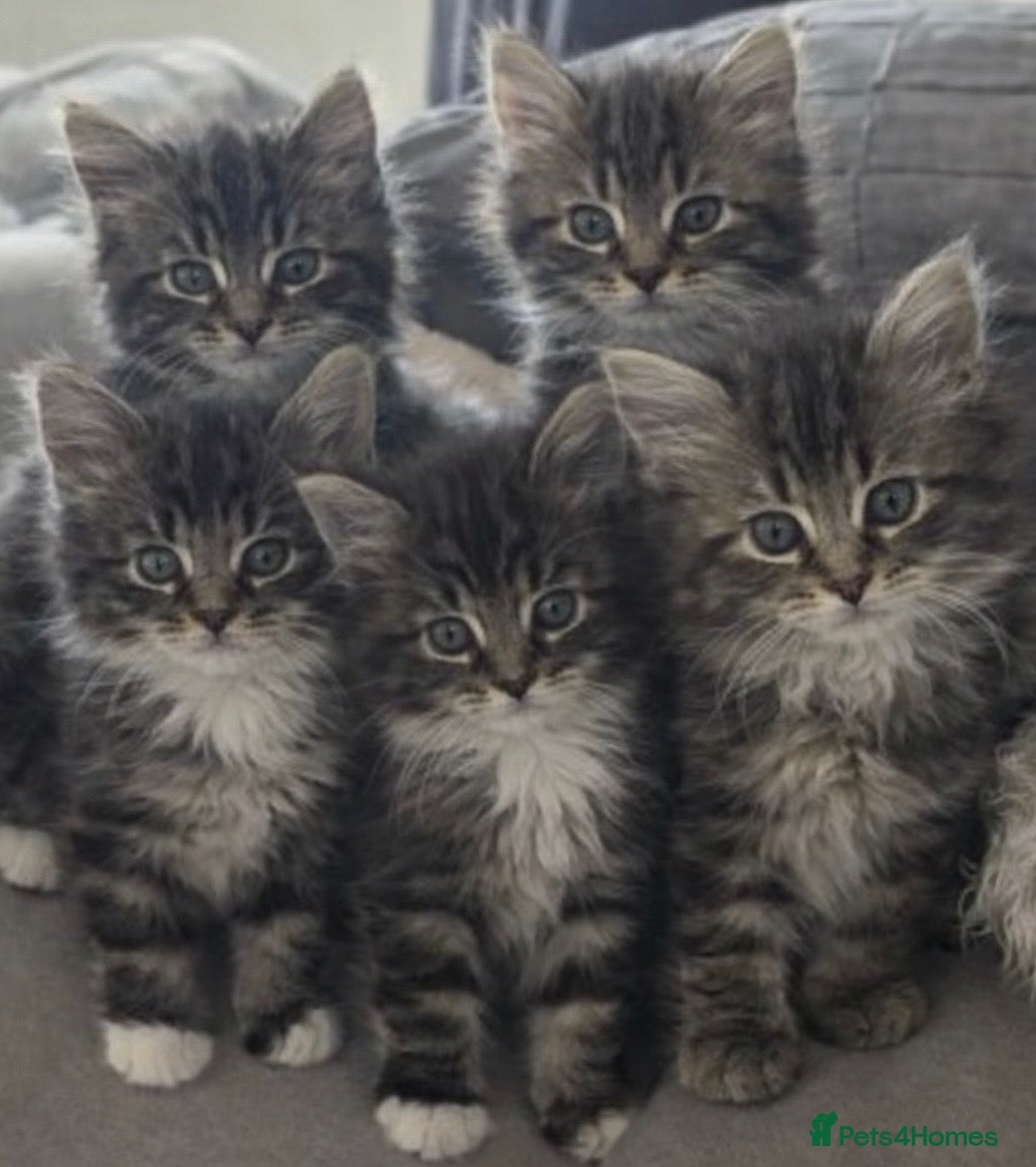 Mixed Breed cats ADORABLE KITTENS READY NOW - Advert 16