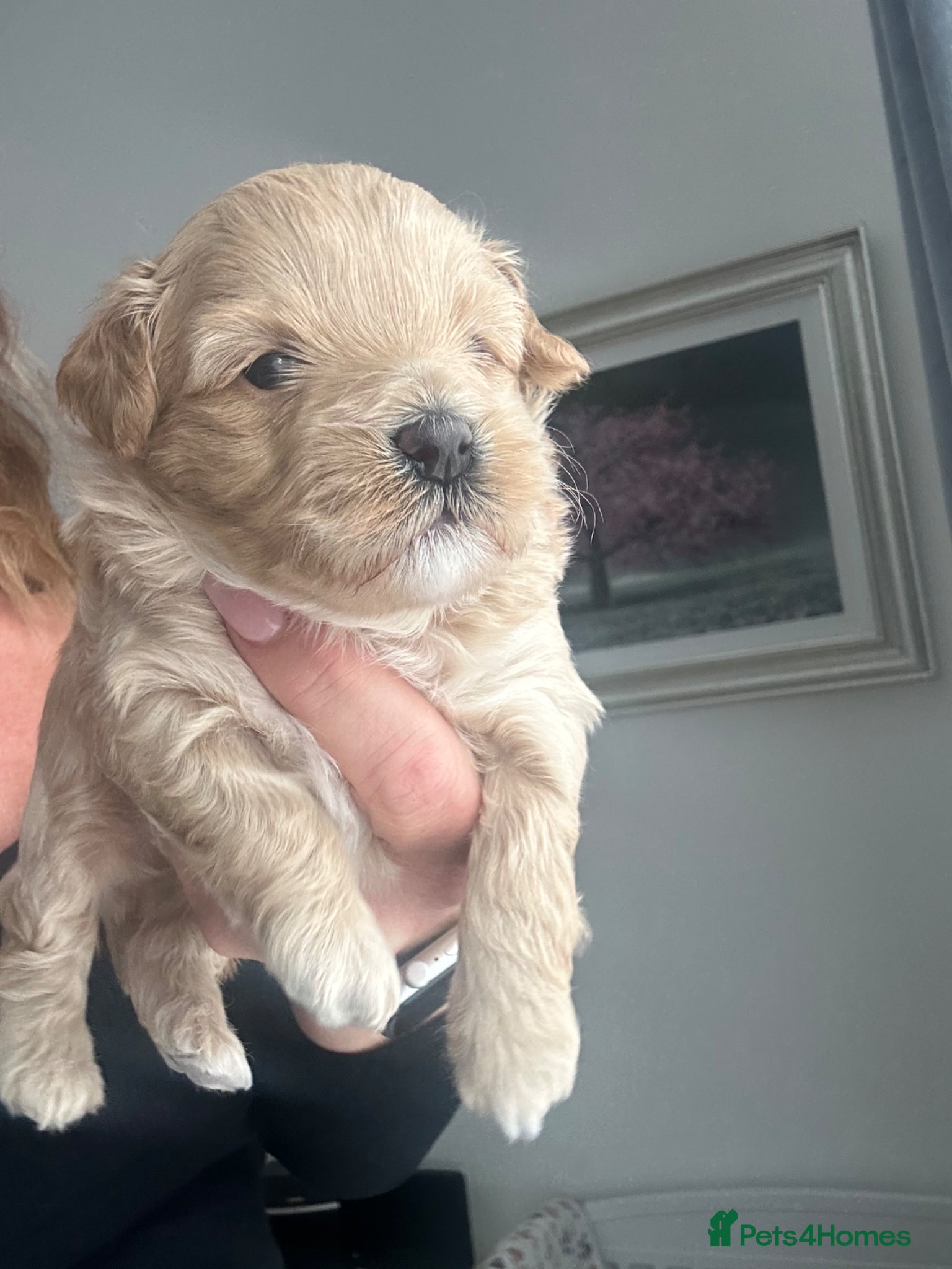 Maltipoo dogs Maltipoo F1 - Advert 10