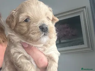 Maltipoo dogs Maltipoo F1 - Advert 10