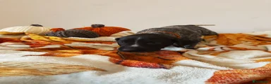 Orange boy 
