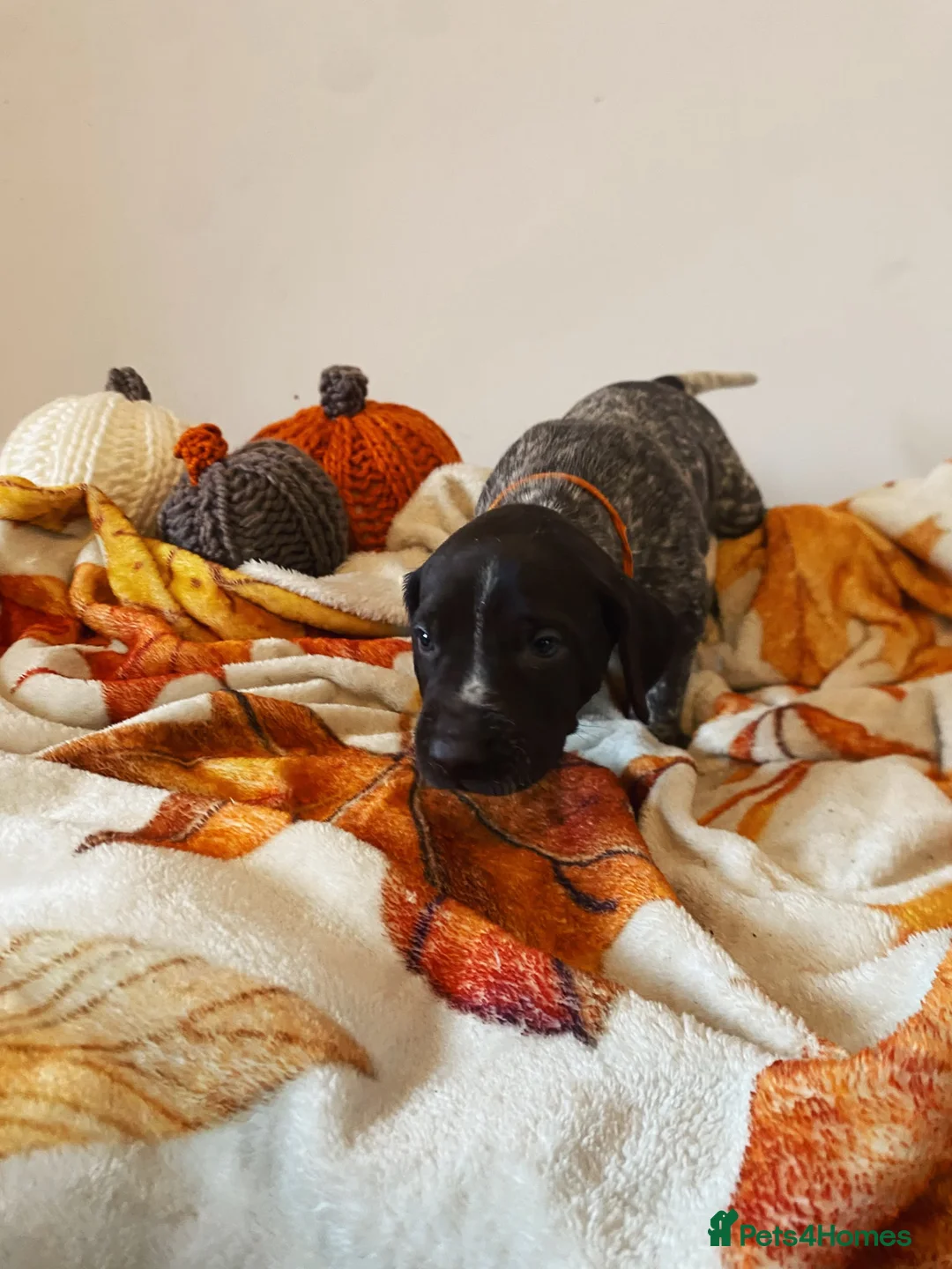 German Wirehaired Pointer dogs for sale: 🐾 Beautiful Wirehaired Pointer Puppies (nonKC) 🐾 - Advert 2