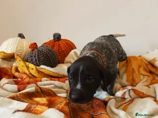 German Wirehaired Pointer dogs 🐾 Beautiful Wirehaired Pointer Puppies (nonKC) 🐾 - Advert 2