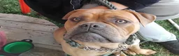 Old Tyme Bulldog dogs for sale: Old English Tyne bulldog  in Nuneaton - Advert 3