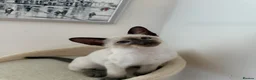 Siamese cats for sale: 5 Siamese kittens  - Advert 5
