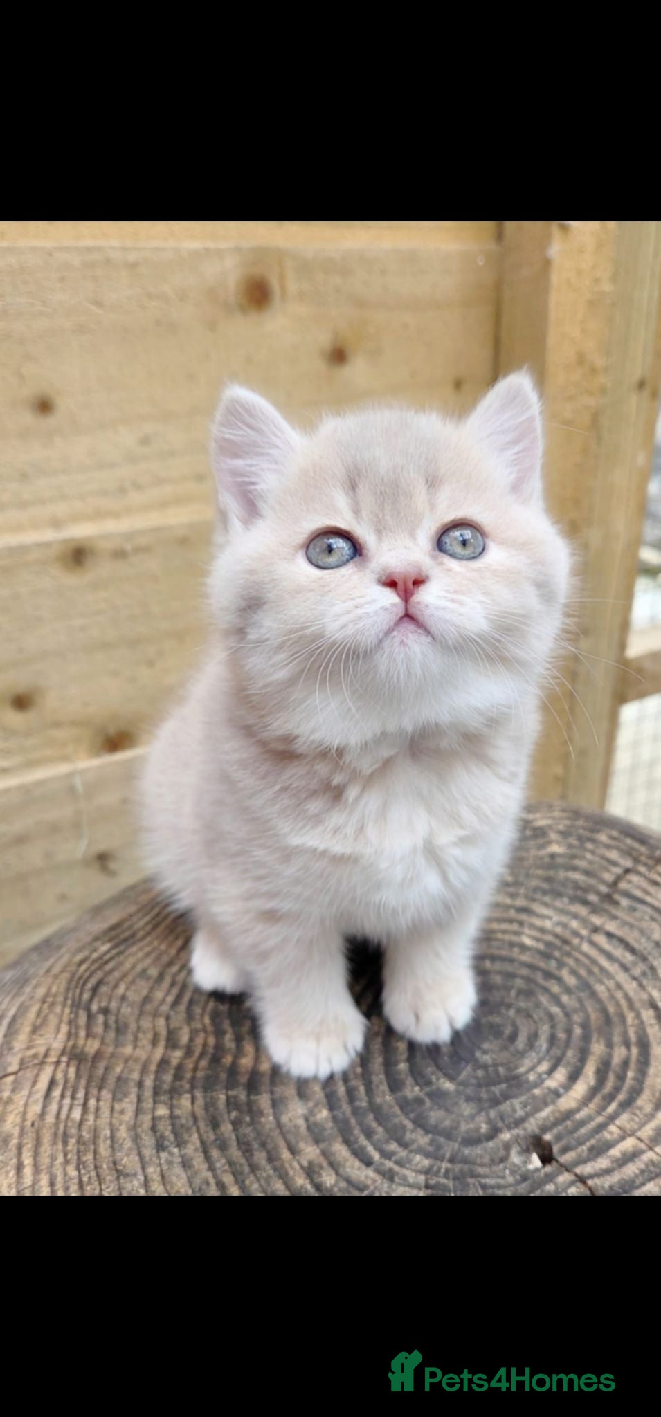 British Shorthair cats 💖 GCCF Active Registered Female 💖 - Advert 1
