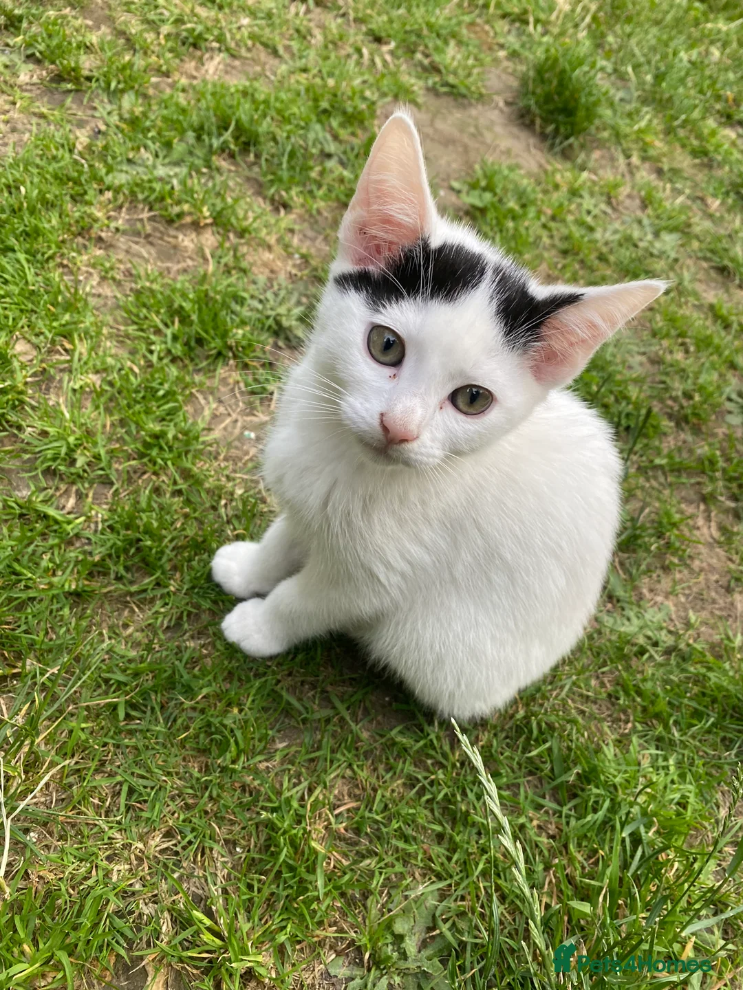 Domestic Shorthair cats for sale: Stunning Blue & Green-Eyed Kitten Female DSH - Advert 2
