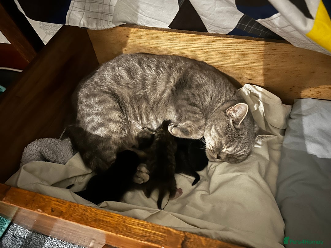 British Shorthair cats for sale: 6 British Shorthair x kitten  - Image 5