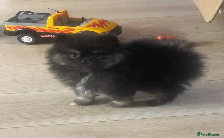 Pomeranian dogs - Advert 10
