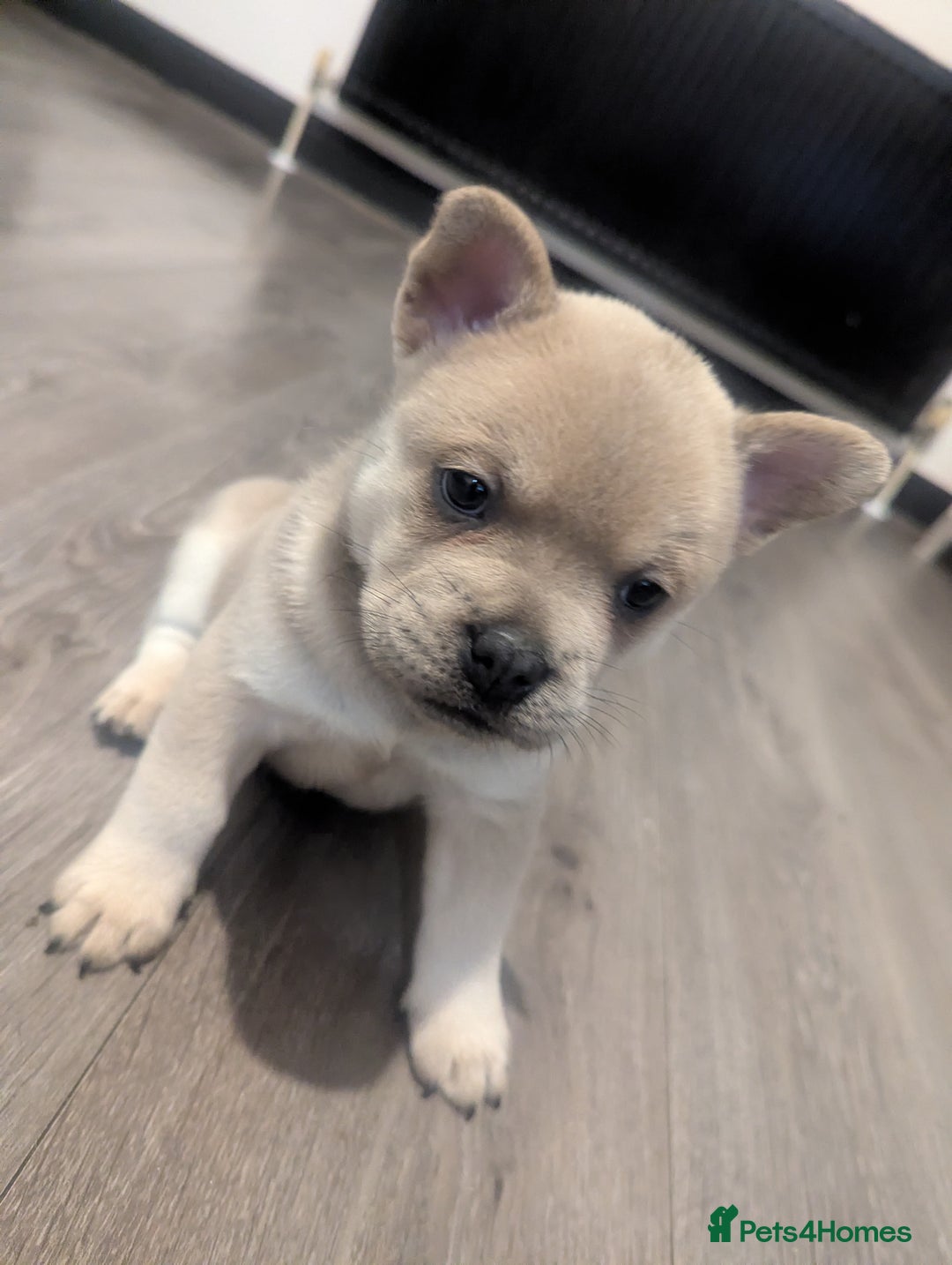 Mixed Breed dogs for sale: Beautiful Frenchie x chow chow puppies. - Advert 8