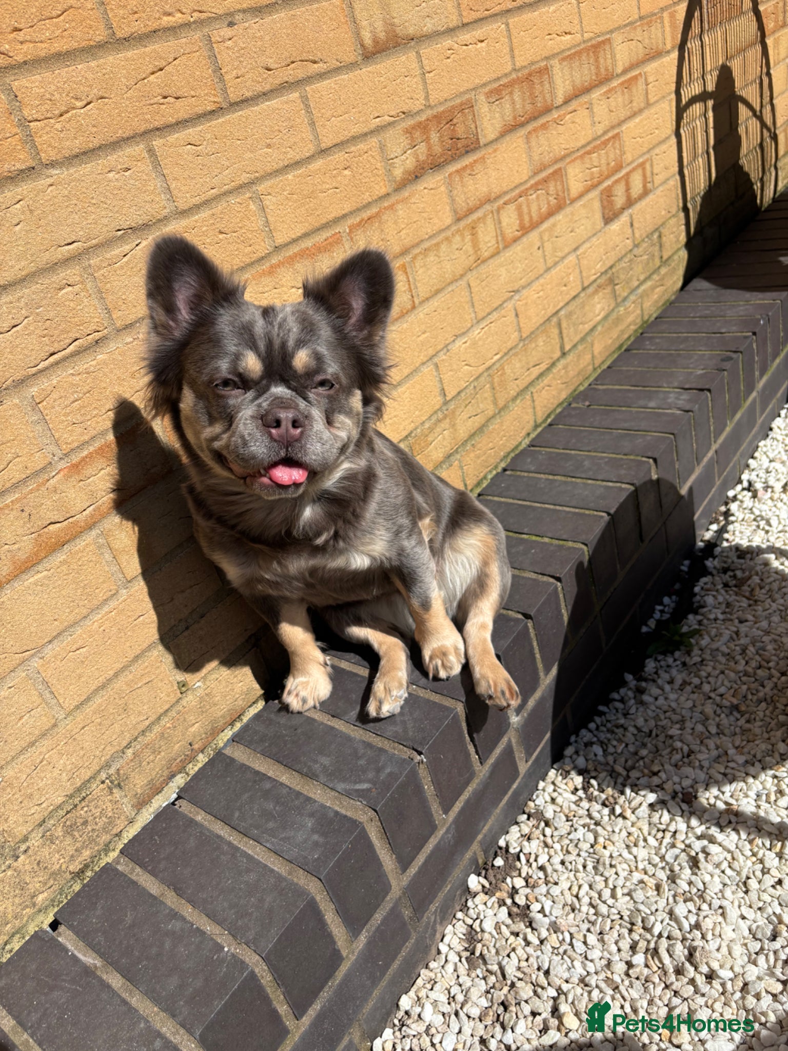 French Bulldog dogs Miss Luna  - Advert 13