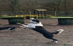 Border Collie dogs for sale: Cooper and Juno - Image 6