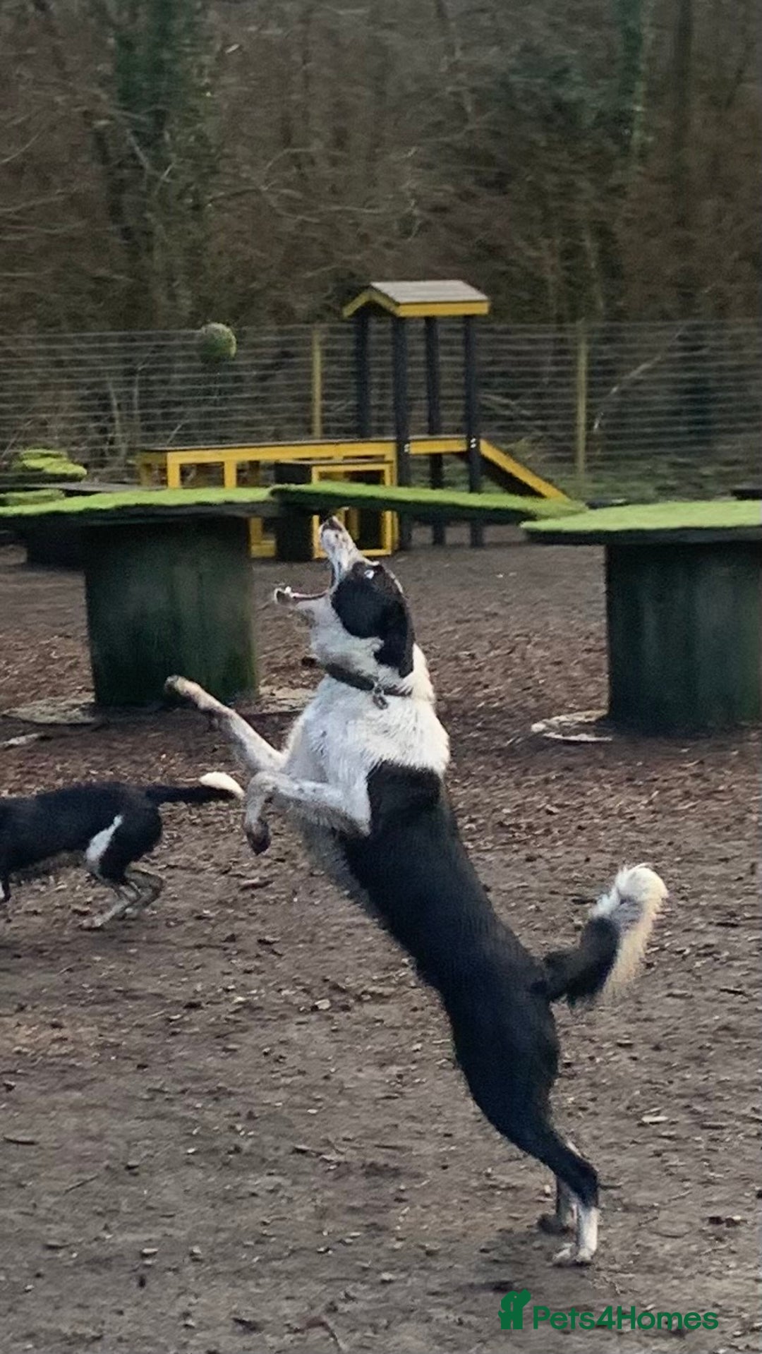 Border Collie dogs for sale: Cooper and Juno - Image 6