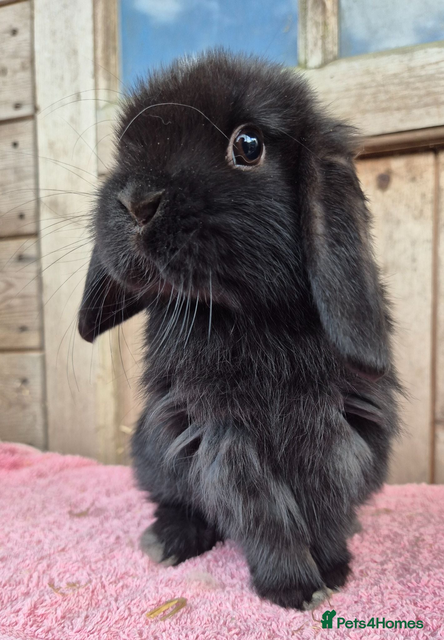Mini Lop rabbits Mini lop baby rabbits. Ready now.  - Advert 5