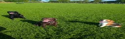 Beagle dogs for stud: Baxter - 2 Year Old Beagle for Stud - Advert 5