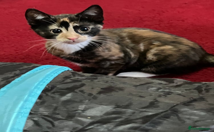 Mixed Breed cats - Advert 10