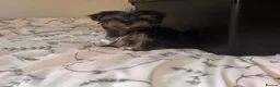 Yorkshire Terrier dogs for sale: Yorkshire terrier puppies  - Advert 6