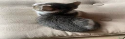 Mixed Breed cats for sale: 4 beautiful boys ready for there forever homes  - Advert 15
