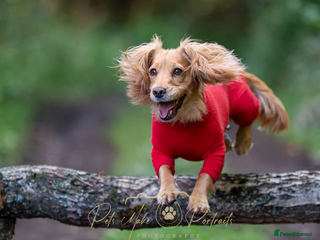 Cocker Spaniel dogs CHAMPION BLOODLINE WORKING COCKER WAITING LIST - Advert 13