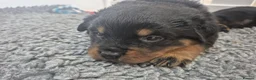 Rottweiler dogs for sale: Strong Traditional Rottweiller Puppies - Advert 12