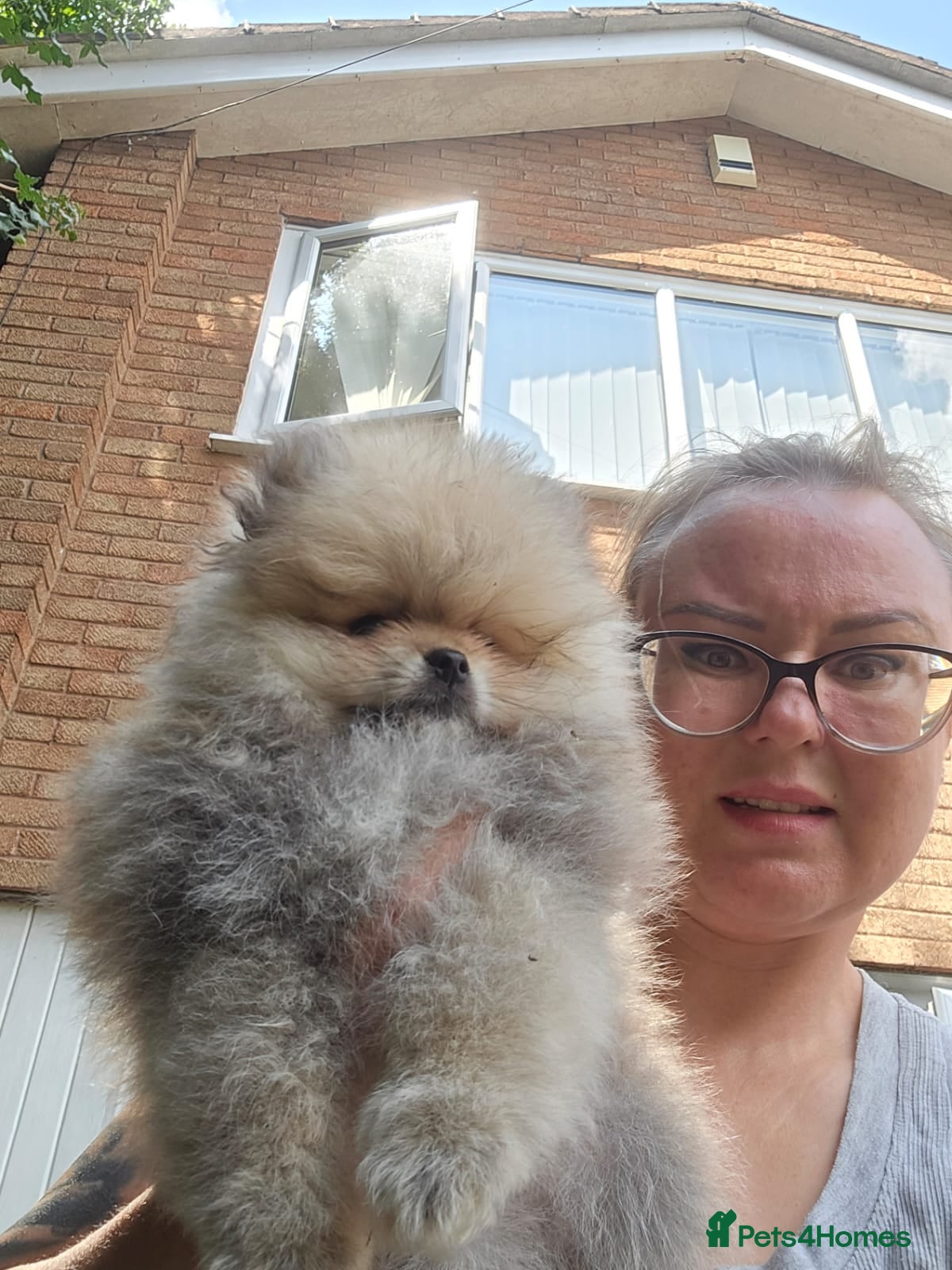 Pomeranian dogs Adorable Pomeranian Puppies for Sale  - Advert 2