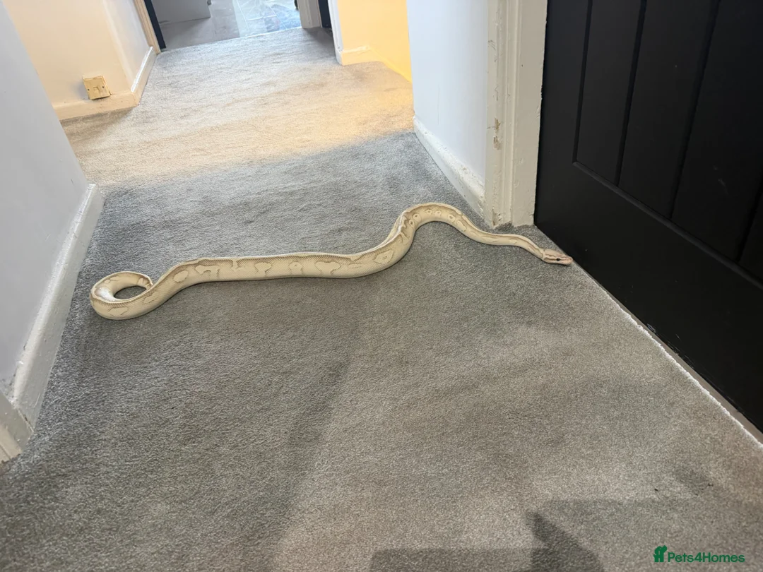 Python Snake reptiles for sale: Make royal python  in Newcastle upon Tyne - Advert 11