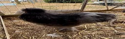 Chickens poultry for sale: Silkie Cockerels - Advert 5
