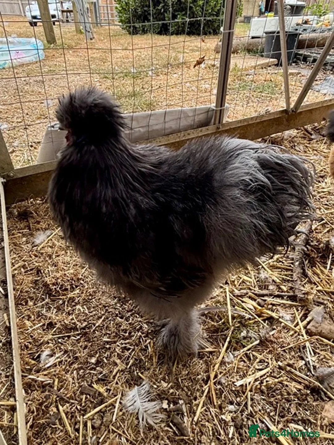 Chickens poultry for sale: Silkie Cockerels - Advert 5