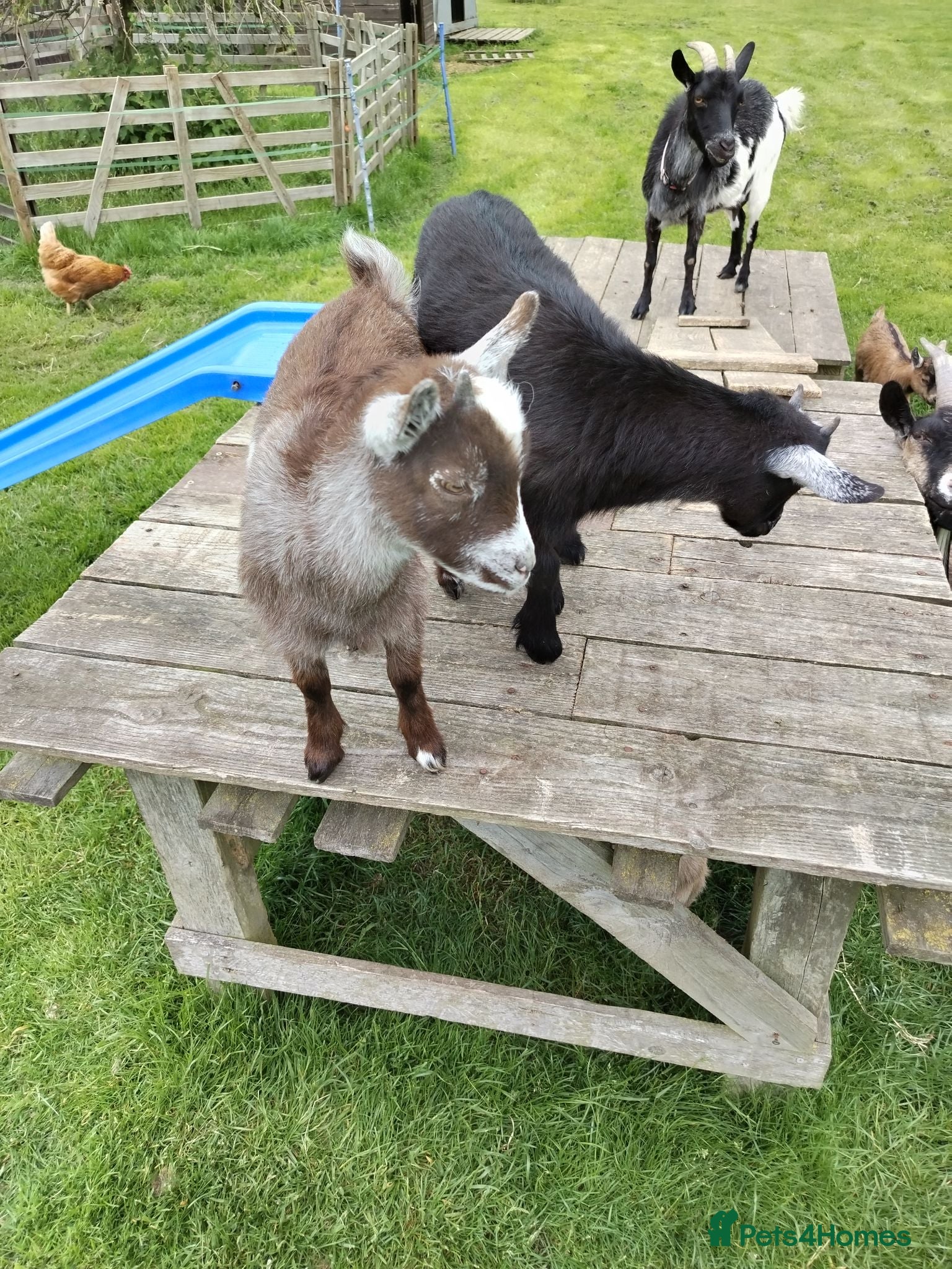 Goats livestock Pygmy Goats  - Advert 1
