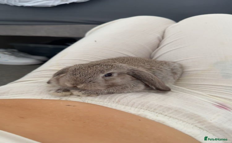 Mini Lop rabbits - Advert 1