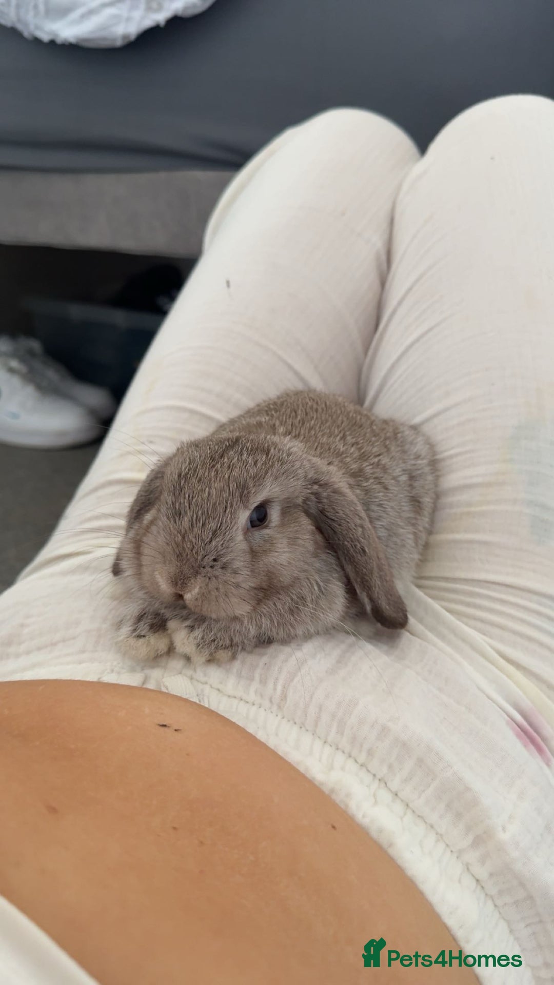 Mini Lop rabbits for sale: Mini lop female  - Image 1