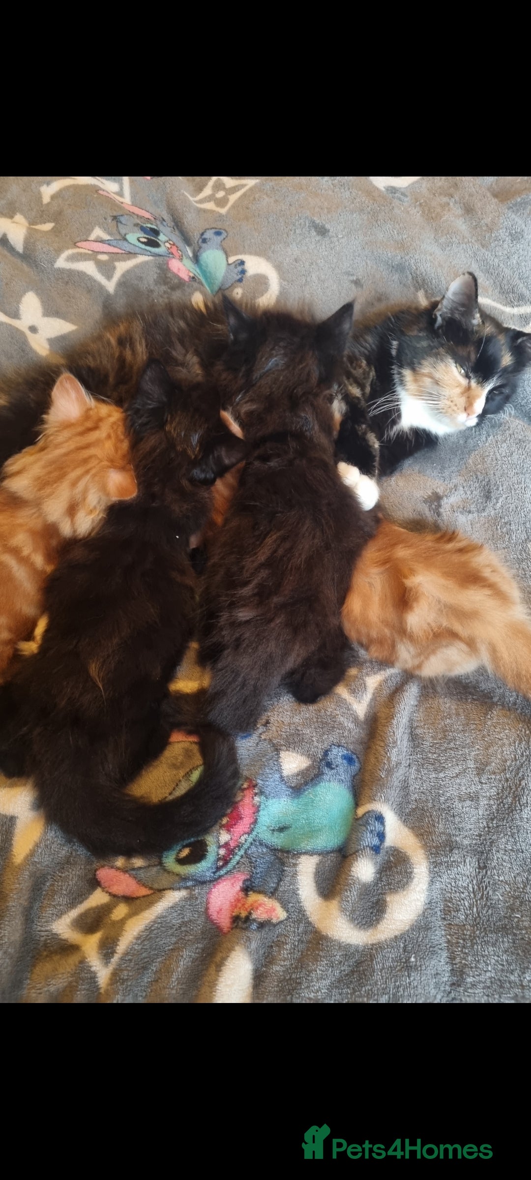 Mixed Breed cats Maine coon X - Advert 16