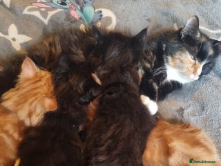 Mixed Breed cats Maine coon X - Advert 1