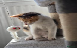 British Shorthair cats for sale: British shorthair cross domestic short hair  - Image 3