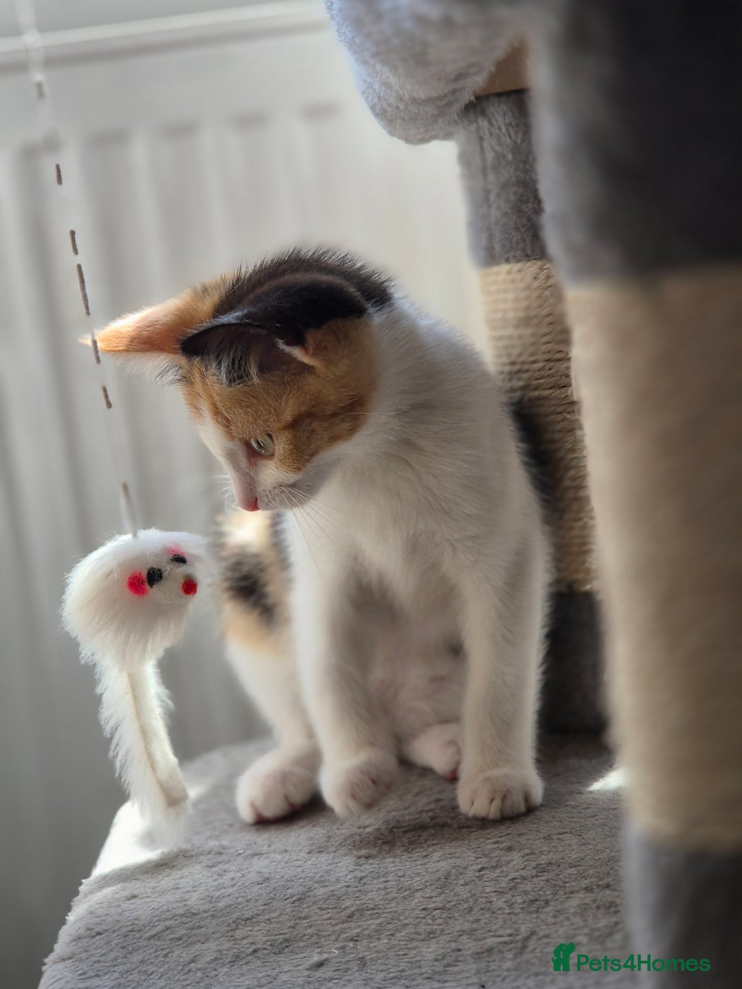 British Shorthair cats for sale: British shorthair cross domestic short hair  - Image 3
